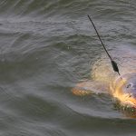 Locul potrivit pentru pescuitul crapului Locul potrivit pentru pescuitul crapului