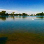 Specii de pesti in apele din Romania Specii de pesti in apele din Romania